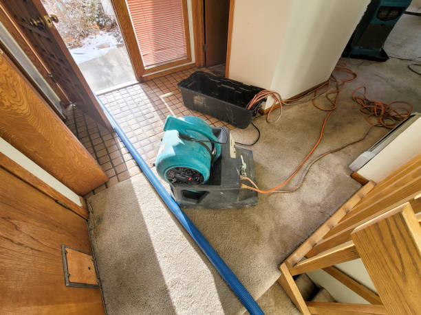 Best Mold removal after water damage  in Benld, IL