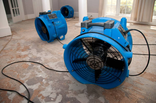 Best Carpet water damage restoration  in Benld, IL