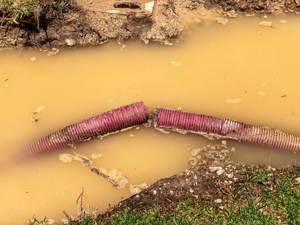Best Flooded house restoration  in Benld, IL